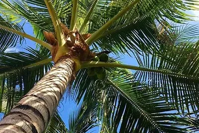 Palmera desde abajo jigsaw puzzle