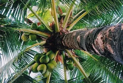 Palm tree with coconuts