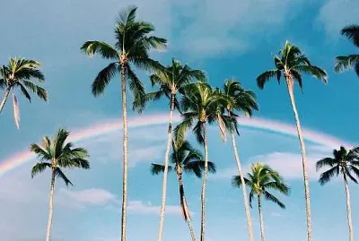 Rainbow and street palm trees