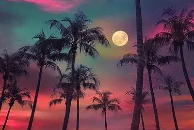 Full moon and palm trees