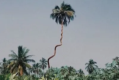 Twisted palm tree