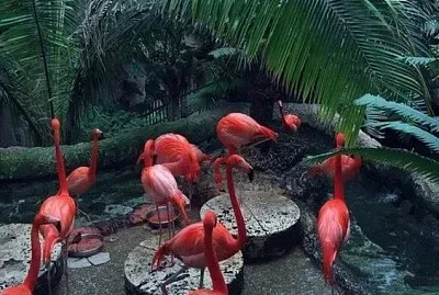 Palm tree and flamingos