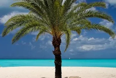Deserted beach palm tree
