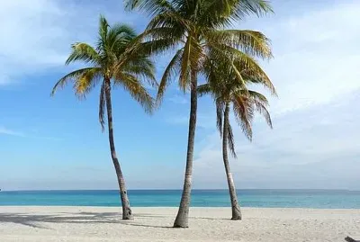 Palm trees at a street beach
