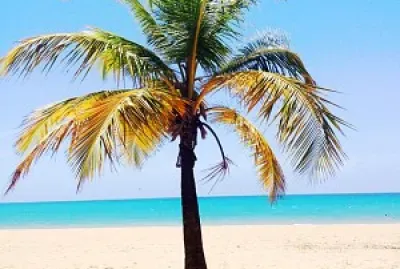 Tropical palm tree