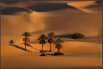 Desert palm trees