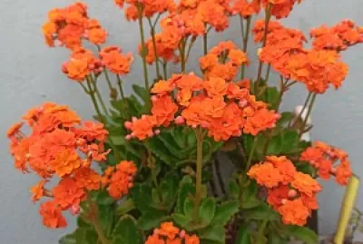 Flor