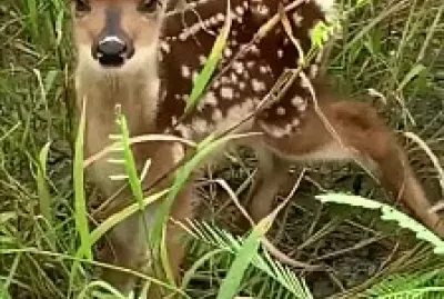 Bambi