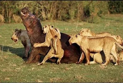 leones