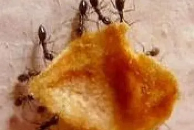 hormigas