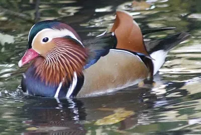 canard