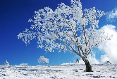 Winter tree