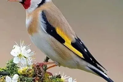 natural jigsaw puzzle