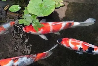Tricolor koi fishes