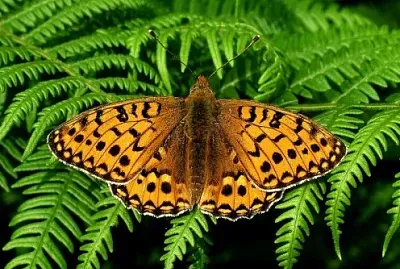 Fern butterfly