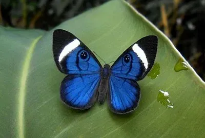 Mariposa tricolor