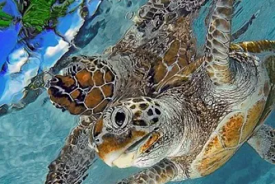 Turtle reflection