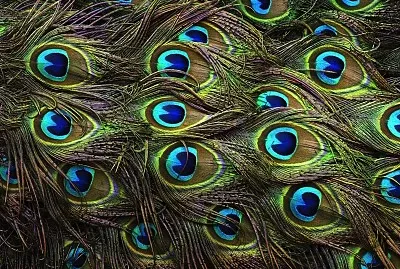 Peacock feathers
