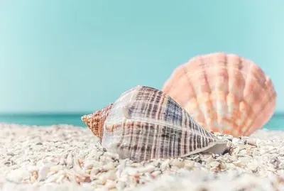 Tropical seashells