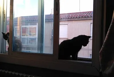 פאזל של Vigilantes en la ventana