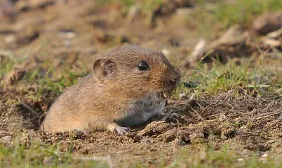 Arvicola bavarese