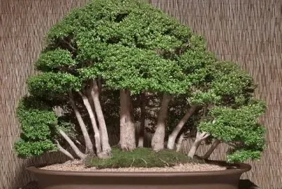 Arboles y bosquecillos