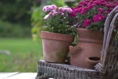 flores