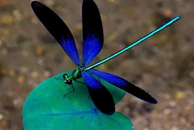 dragonfly