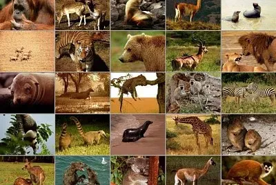 Animales
