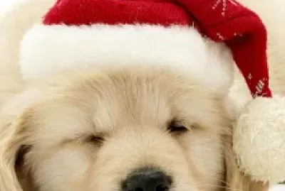 cachorrinho