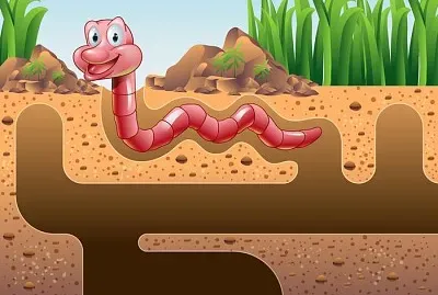 Los animales y el entorno