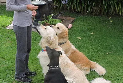 general jigsaw puzzle