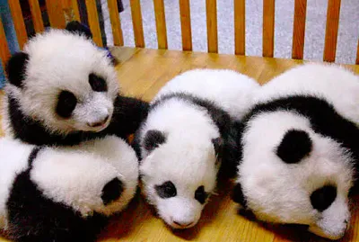 Resuelve esta imagen :D jigsaw puzzle