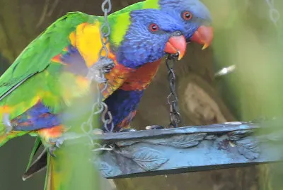 פאזל של general