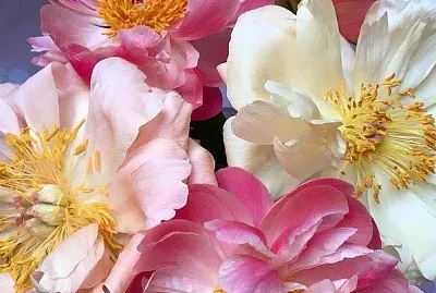 flores