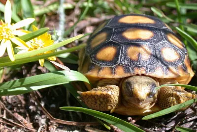 Tortoise and flowers
