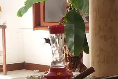 plÃ¡tano