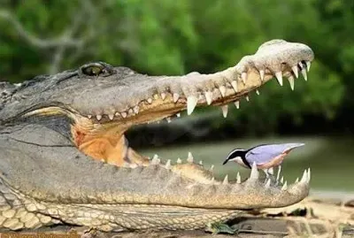 cocodrilo jigsaw puzzle