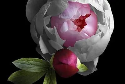 flores