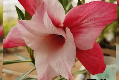 פאזל של flores