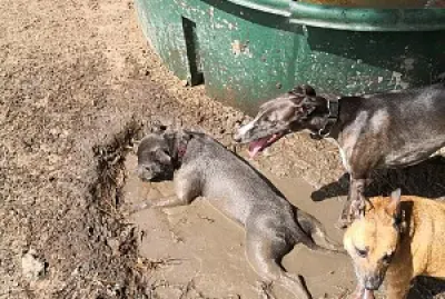 פאזל של general