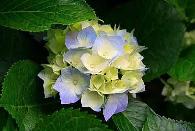 Hortensias
