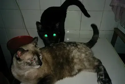 Â¡Ya estÃ¡n aquÃ­iiii!