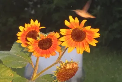Hummingbird at sunflowers