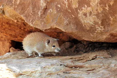 Topo spinoso dorato
