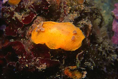 Tordisa filix