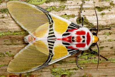 Polilla coloreada