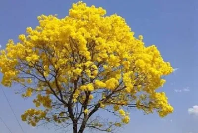 cores