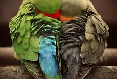 amor
