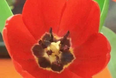 Foto del TulipÃ¡n